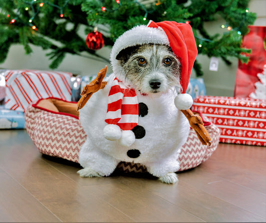 Canine Couture: A Guide to Dressing Your Dog for Comfort, Safety, and Style