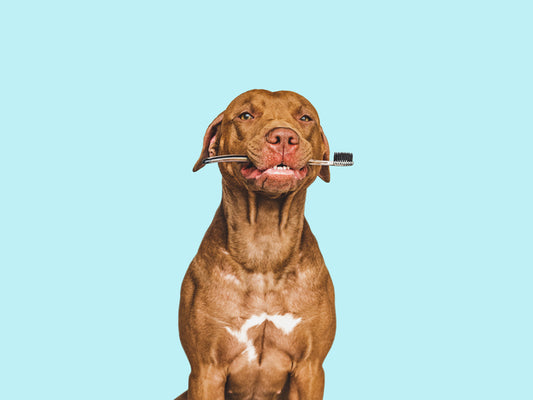 Canine Dental Care: A Comprehensive Guide to Your Dog's Oral Health