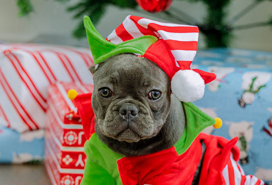 Top Outfit Ideas for Your Canine Friend for Different Occasions
