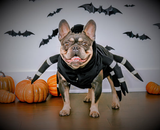 Dressing Your Dog for Every Occasion: Finding the Perfect Outfits for Holidays, Weather, and Fun