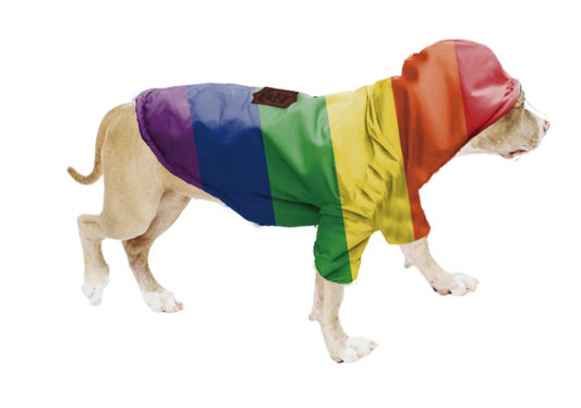 Essential Weather Safety Tips for Your Dog