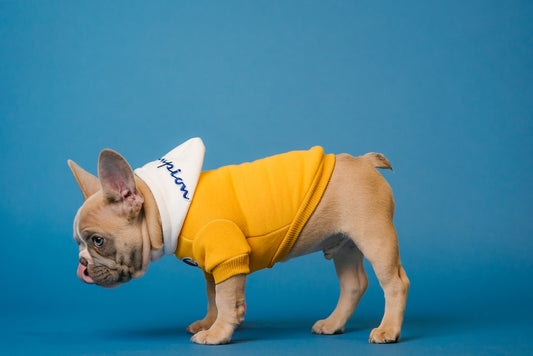 Hoodies for Dogs: How to Choose the Right One