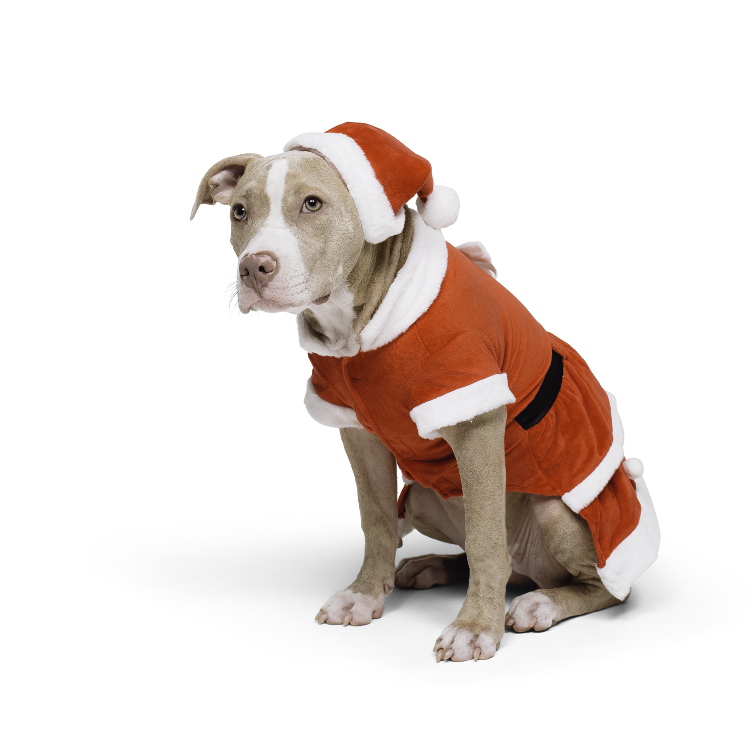 Big dog christmas hot sale costumes