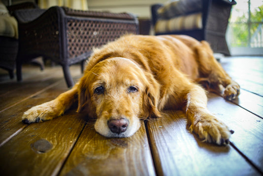 How to Keep Your Senior Dog Active and Engaged: A Guide for Pet Owners