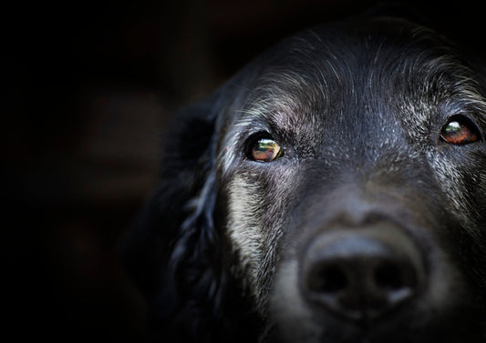 Senior Dog Care: Tips for Keeping Your Aging Canine Happy and Healthy