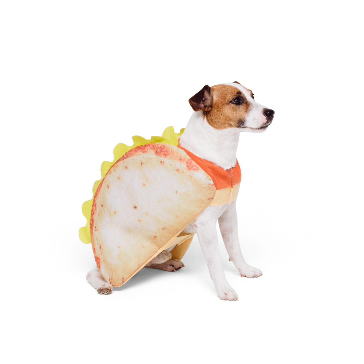 Dog dressed as clearance taco