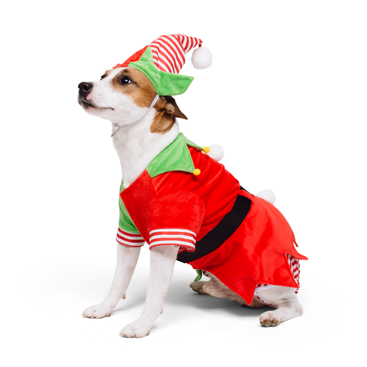 Santa’s Cutest Elf Dog Holiday Set