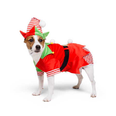 Santa’s Cutest Elf Dog Holiday Set